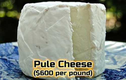 Most Expensive Cheese