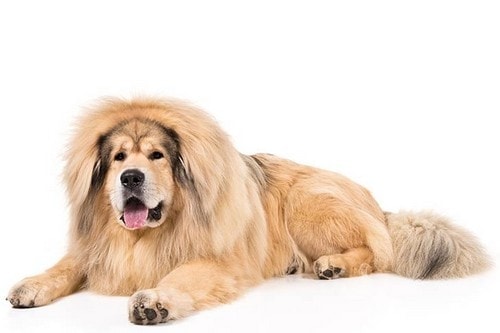 Tibetan Mastiff