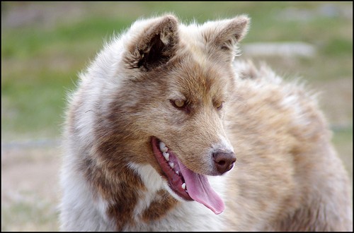 Canadian Eskimo