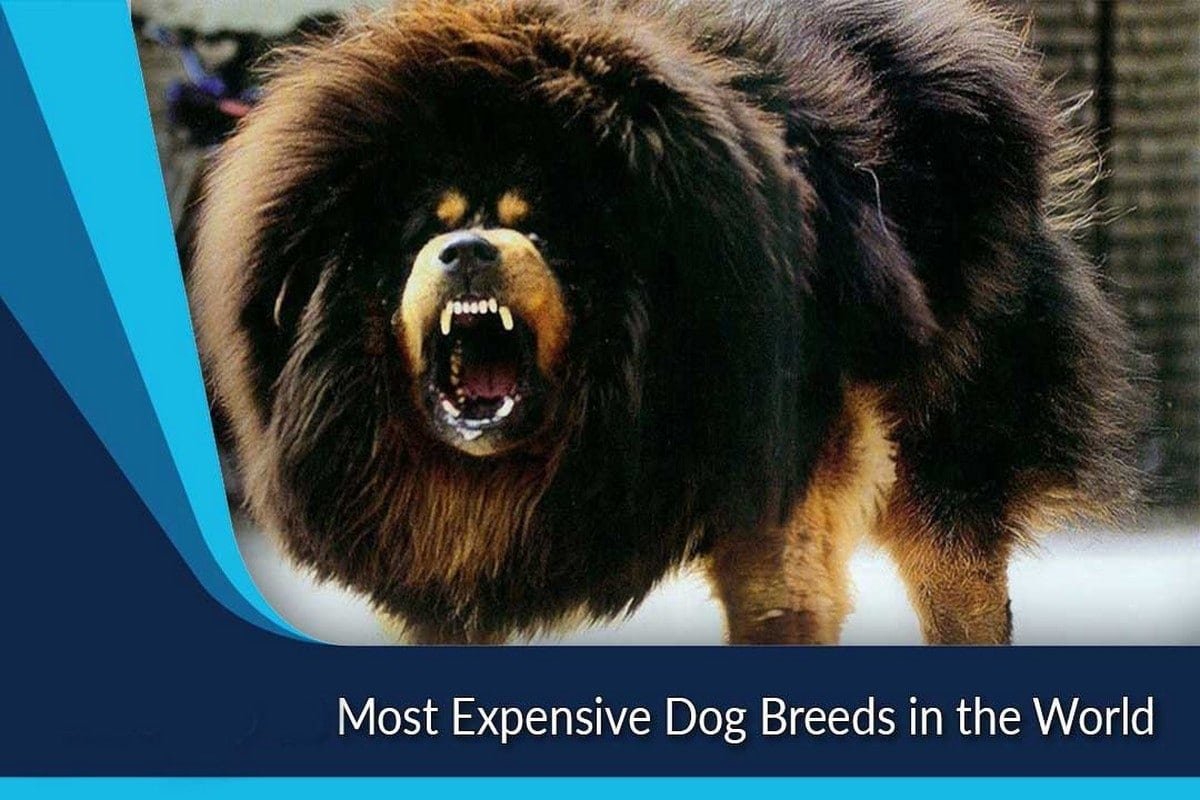 The worlds most expensive dog