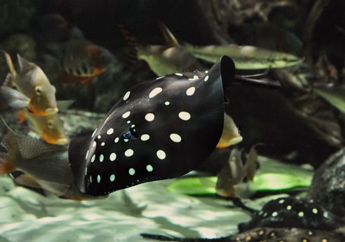 Most Expensive Fish