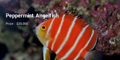 #3 Peppermint Angelfish