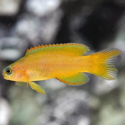 Most Expensive Fish - Golden Basslet