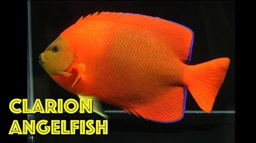 Most Expensive Fish - Angelfish