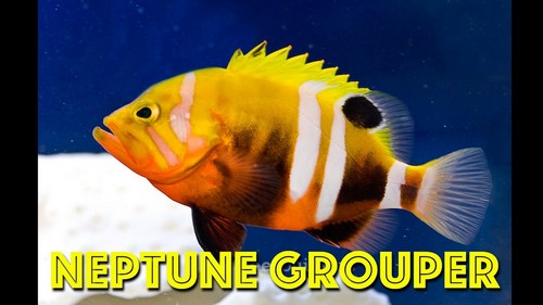 Most Expensive Fish - Neptune Grouper