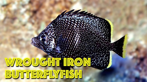 Most Expensive Fish - Wrought Iron Butterflyfish