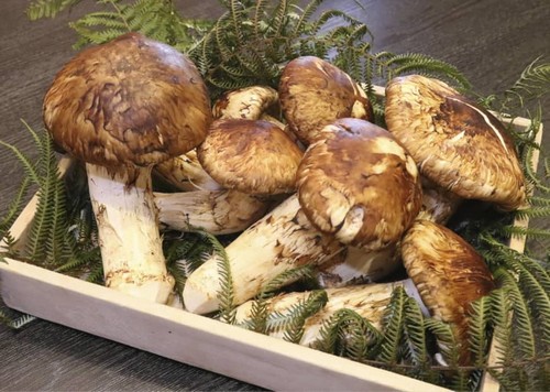 Most Expensive Food in the World - #10 Matsutake Mushrooms