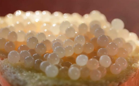 Albino Beluga Sturgeon Caviar