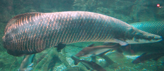 Arapaima_Pirarucu