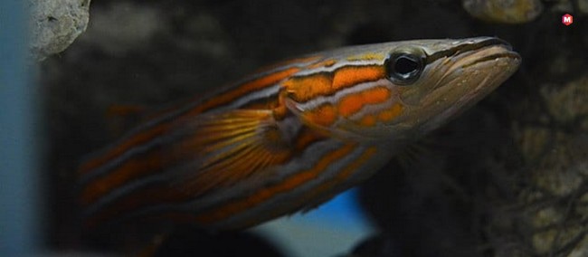 Australian Flathead Perch