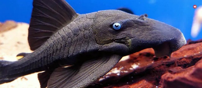 Blue-Eyed Plecostomus
