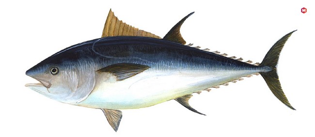 Bluefin Tuna