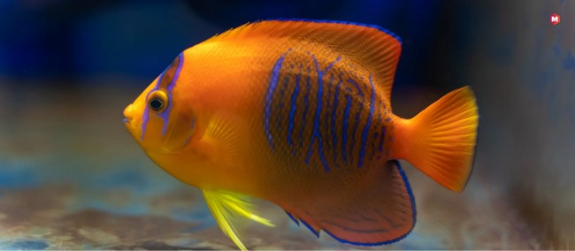 Clarion Angelfish