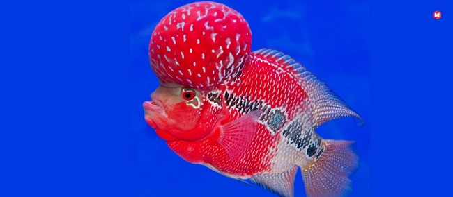 Flowerhorn Cichlid