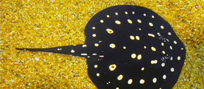 Freshwater Polka Dot Stingray