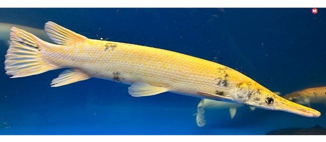 Golden Alligator Gar