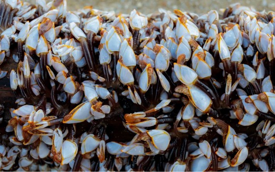 Goose Barnacles