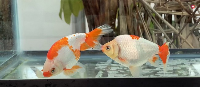 Izumo Nankin Goldfish