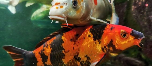 Koi Fish