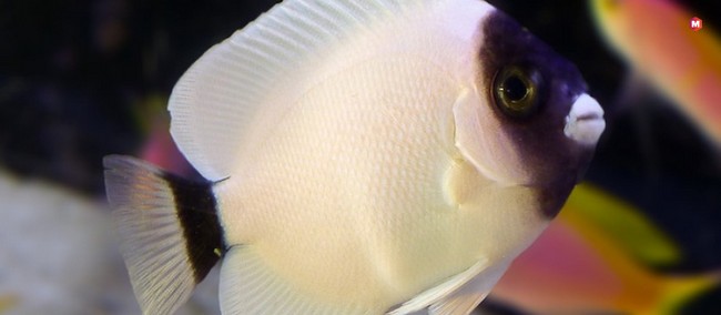 Masked Angelfish