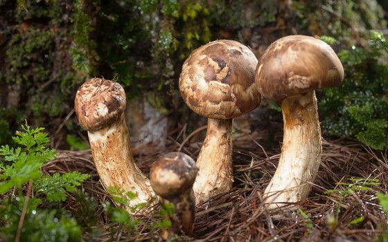 Matsutake Mushrooms