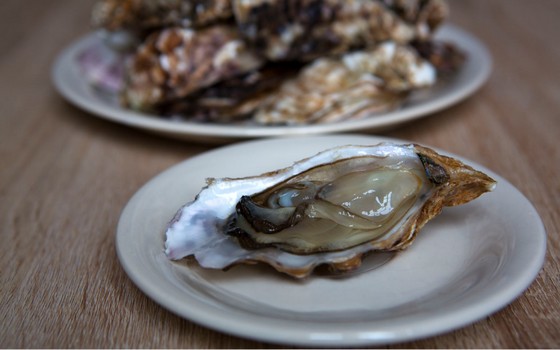 Oysters