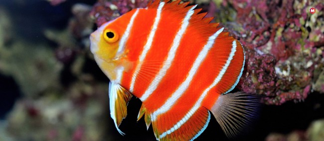 Peppermint Angelfish