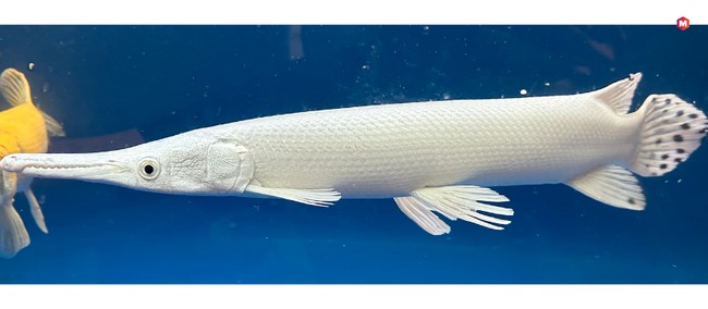 Platinum Alligator Gar