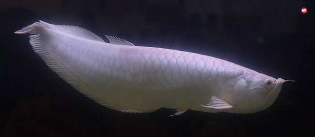 Platinum Arowana