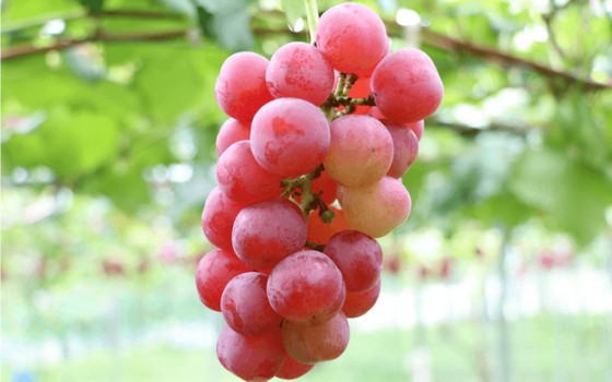 Ruby Roman Grapes