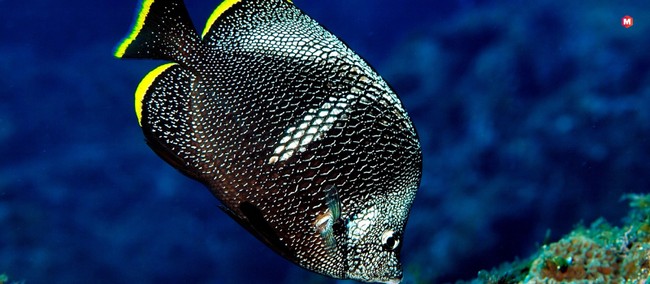 Wrought Iron Butterflyfish