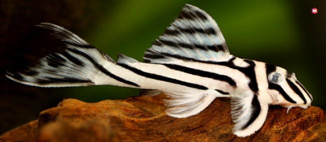 Zebra Plecostomus