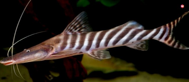 Zebra Shovelnose Catfish